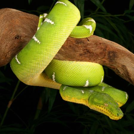 käärme, villi, haara, vihreä Johnbell - Dreamstime