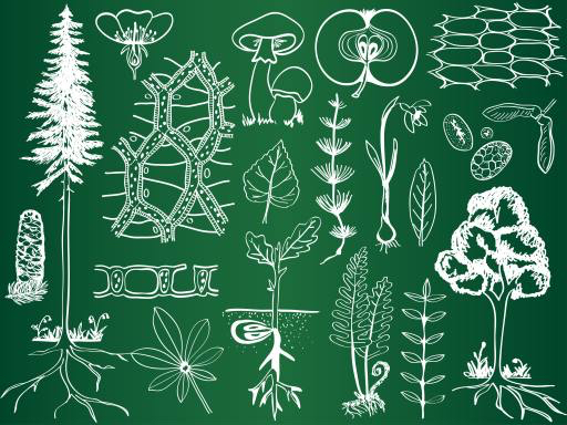 vihreä, piirustus, piirustukset, puu, puut, lehti, sieni, omena, hedelmiä Kytalpa