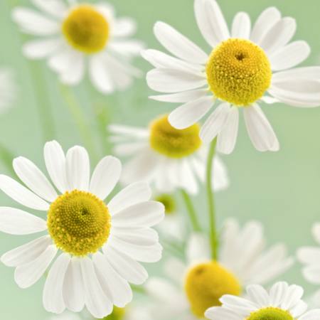 kukkia, kukka, valkoinen, keltainen Italianestro - Dreamstime