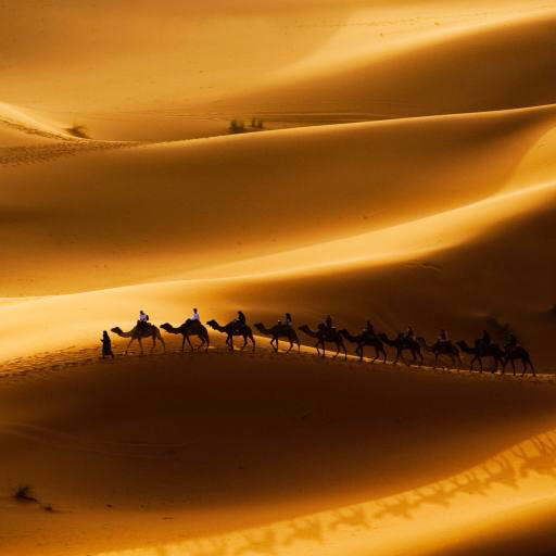 hiekka, autiomaa, kamelit, luonto Rcaucino