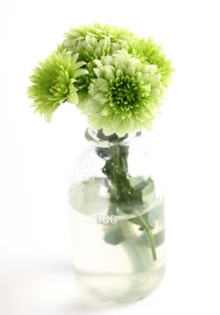 kasvi, kukka, vihreä, vesi, putki, maljakko Kerstin Aust - Dreamstime