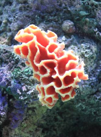 vesi, koralli, kellua, kelluva, punainen, sieni Sunju1004 - Dreamstime