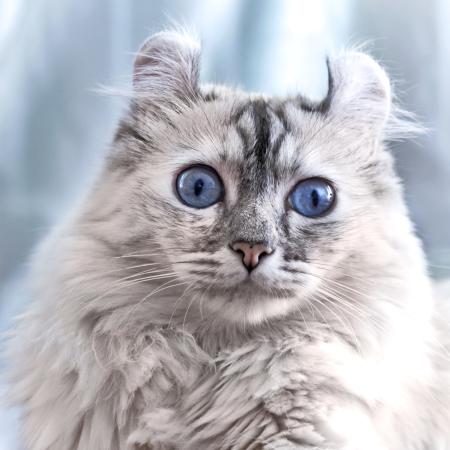 kissa, silmät, eläinten Eugenesergeev - Dreamstime
