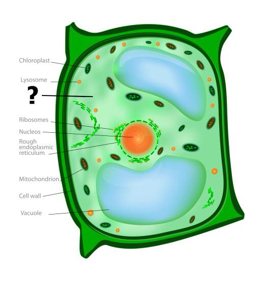solu, solu, vihreä, oranssi, kloroplastikuljetuspeptidiä, nucleos, vakuoliin Designua