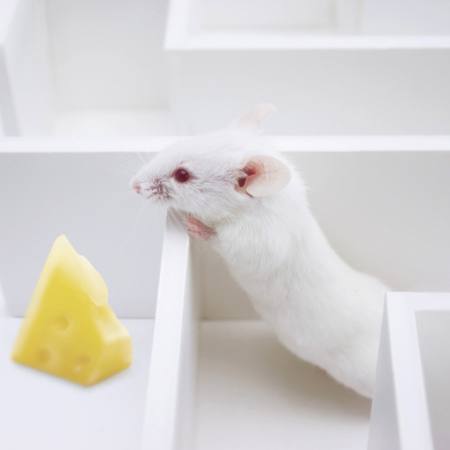 hiiri, hiiret, juusto, labyrintti Juan Manuel Ordonez - Dreamstime