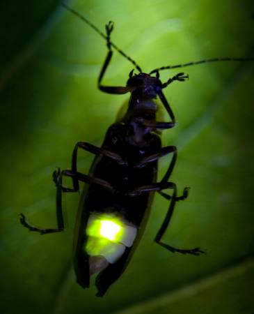 hyönteinen, eläin, villi, pieni, lehti, vihreä Fireflyphoto - Dreamstime