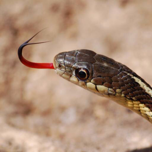 käärme, eläin, villi Gerald Deboer (Jerryd)