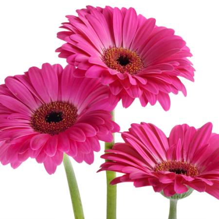 kukkia, kukka, vaaleanpunainen, violetti Tatjana Baibakova - Dreamstime