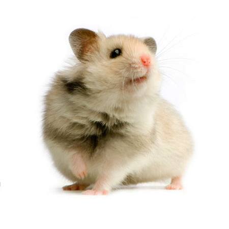 rotta, hiiri, eläin Isselee - Dreamstime