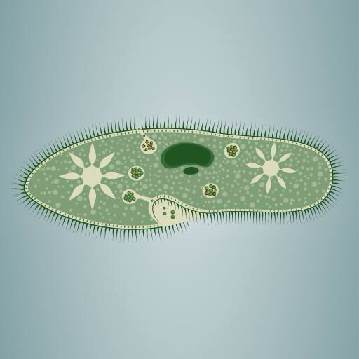 jalanjälki, levät, vihreä, tähti, mikroskooppinen, kudos Vladimir Zadvinskii (Vladimiraz)