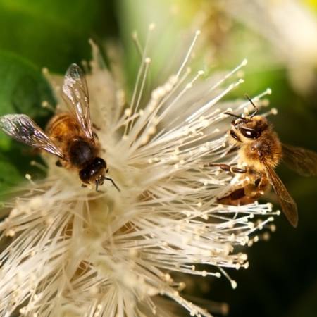 mehiläiset, luonto, mehiläinen, puola, kukka Sheryl Caston - Dreamstime