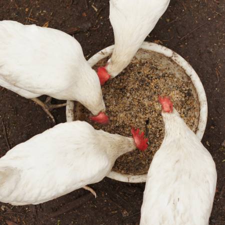 kanat, syödä, ruoka, kulho, valkoinen, vilja, vehnä Alexei Poselenov - Dreamstime