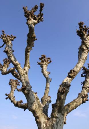 puu, luonto, puut, taivas Bernhard Richter - Dreamstime
