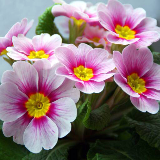 kukkia, kukka, vaaleanpunainen, valkoinen, luonto Taina Sohlman (Taina10)
