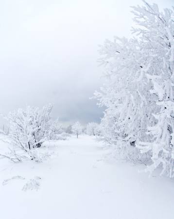 talvi, valkoinen, puu Kutt Niinepuu - Dreamstime