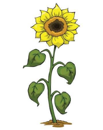 keltainen, kasvaa, kukka, vihreä, kasvi Dedmazay - Dreamstime