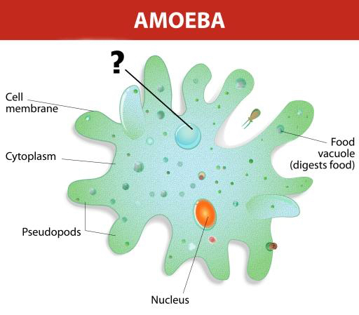 ameba, tuma, ruoka, cell, cellular Designua