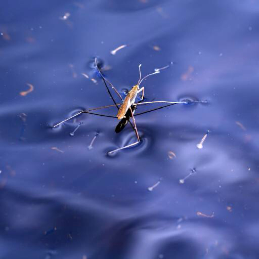 bug, hyönteinen, vesi, kellua, sininen Sergey Yakovlev (Basel101658)