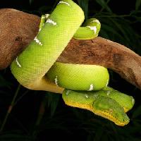 Pixwords Kuva käärme, villi, haara, vihreä Johnbell - Dreamstime