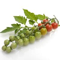 Pixwords Kuva hedelmät, vihannekset, tomaatit, tomaatti, vihreä, punainen, lehdet, ruoka Svetlana Foote (Saddako123)