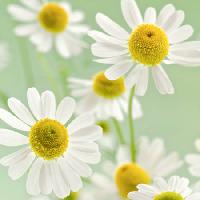 Pixwords Kuva kukkia, kukka, valkoinen, keltainen Italianestro - Dreamstime