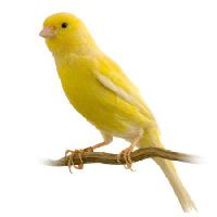 Pixwords Kuva lintu, keltainen Isselee - Dreamstime