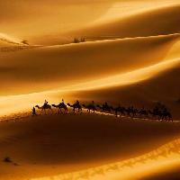 hiekka, autiomaa, kamelit, luonto Rcaucino