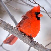Pixwords Kuva lintu, punainen, eläin, villi (Markwatts104)