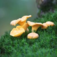 sieni, ruoho, vihreä, kenttä, syödä Laurent Renault - Dreamstime