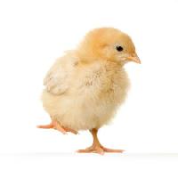 kana, eläinten, muna, keltainen Isselee - Dreamstime