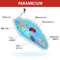Paramecium, mikrotumatesti Designua