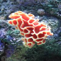 vesi, koralli, kellua, kelluva, punainen, sieni Sunju1004 - Dreamstime