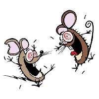 Pixwords Kuva hiiri, hiiriä, hullu, onnellinen, kaksi Donald Purcell - Dreamstime