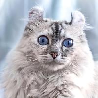 Pixwords Kuva kissa, silmät, eläinten Eugenesergeev - Dreamstime