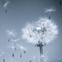 Pixwords Kuva kukka, lentää, sininen, taivas, siemenet Mouton1980 - Dreamstime