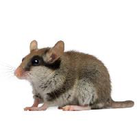 hiiri, rotta, eläinten Isselee - Dreamstime