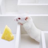 Pixwords Kuva hiiri, hiiret, juusto, labyrintti Juan Manuel Ordonez - Dreamstime