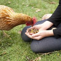 kana, kädet, syödä, ruoka, ruoho, vihreä Gillian08 - Dreamstime