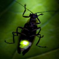 Pixwords Kuva hyönteinen, eläin, villi, pieni, lehti, vihreä Fireflyphoto - Dreamstime