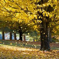 puu, puut, syksy, lehdet, keltainen Daveallenphoto