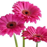 Pixwords Kuva kukkia, kukka, vaaleanpunainen, violetti Tatjana Baibakova - Dreamstime