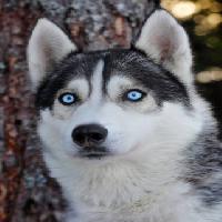 koira, silmät, sininen, eläin Mikael Damkier - Dreamstime