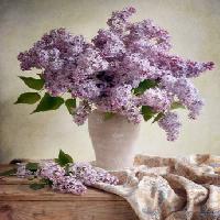 Pixwords Kuva kukkia, maljakko, violetti, pöytä, kangas Jolanta Brigere - Dreamstime