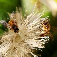 Pixwords Kuva mehiläiset, luonto, mehiläinen, puola, kukka Sheryl Caston - Dreamstime