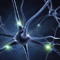 synapsin, pää, neuroni, yhteydet Sashkinw - Dreamstime
