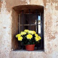 kukkia, kukka, ikkuna, keltainen, seinä Elifranssens