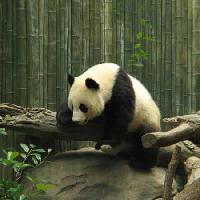 panda, karhu, pieni, musta, valkoinen, puu, metsä Nathalie Speliers Ufermann - Dreamstime