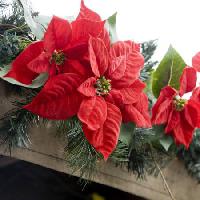joulutähdet, kukka, punainen, puutarha, kasvit, joulu Jose Gil - Dreamstime