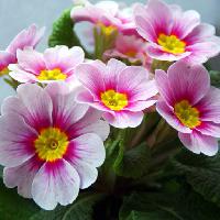 Pixwords Kuva kukkia, kukka, vaaleanpunainen, valkoinen, luonto Taina Sohlman (Taina10)