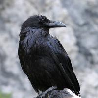 lintu, musta, huippu Matthew Ragen - Dreamstime